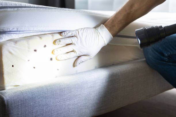 Reliable Riverdale, IL Pest Control Solutions