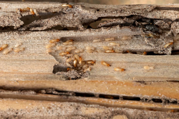 Best Affordable Pest Control Services  in Riverdale, IL