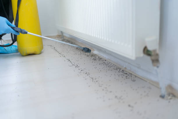 Best Affordable Pest Control Services  in Riverdale, IL